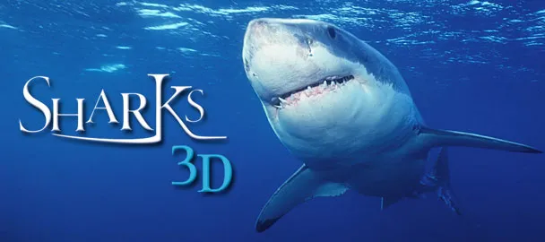 Cá Mập Sharks 3d